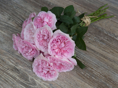 David Austin Wedding Rose Miranda